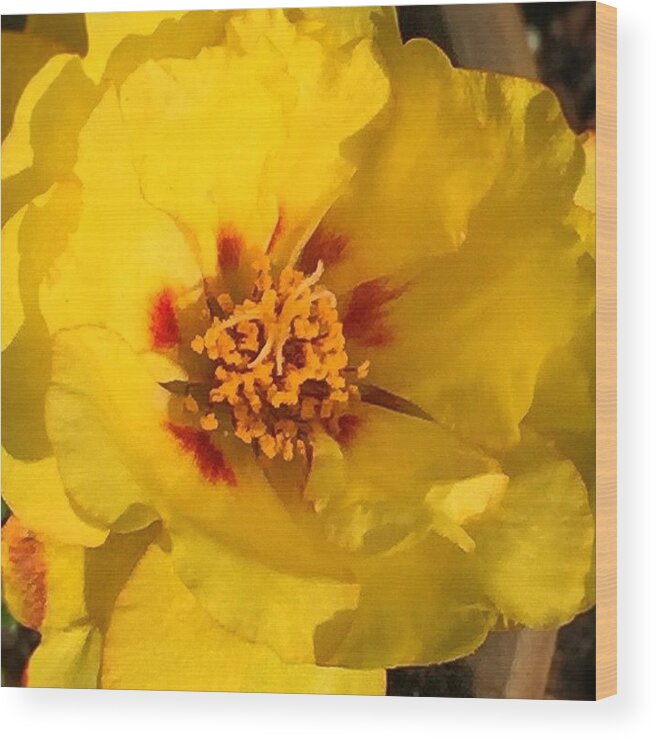 Iphone6 Wood Print featuring the photograph #portulaca #yellow #flower #iphone6 by Joan McCool
