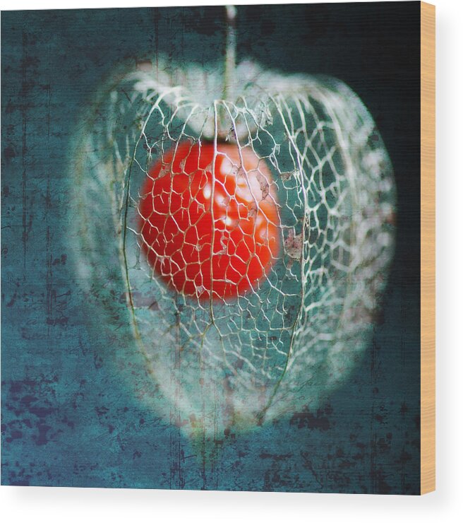 Physalis Wood Print featuring the photograph Prison Of Love by Philippe Sainte-Laudy
