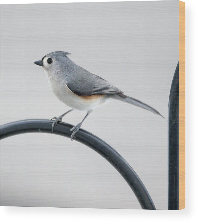 Bird Wood Print featuring the photograph Profile of a Tufted Titmouse by Darryl Hendricks
