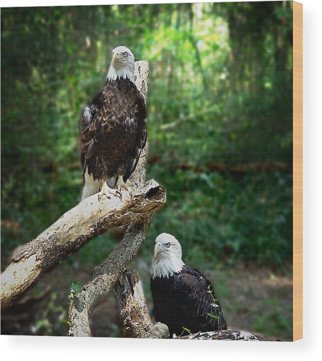 Animals Wood Print featuring the photograph Proud Eagle by Lisa Lambert-Shank