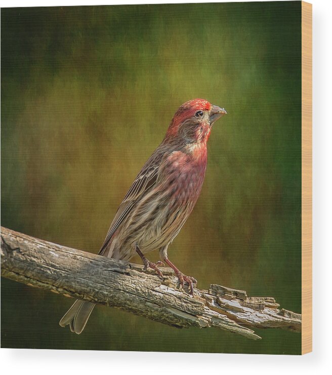 Chordata Wood Print featuring the photograph Proud Mr Finch on Perch by Bill and Linda Tiepelman