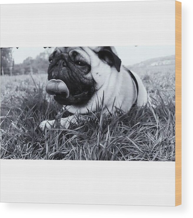 Puglife Wood Print featuring the photograph #pugstagram #pugsofinstagram #puglife by Natalie Anne