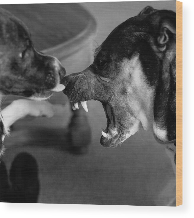 Puppy Wood Print featuring the photograph #puppy #correction Time. Daisy Is by Jerry Renville