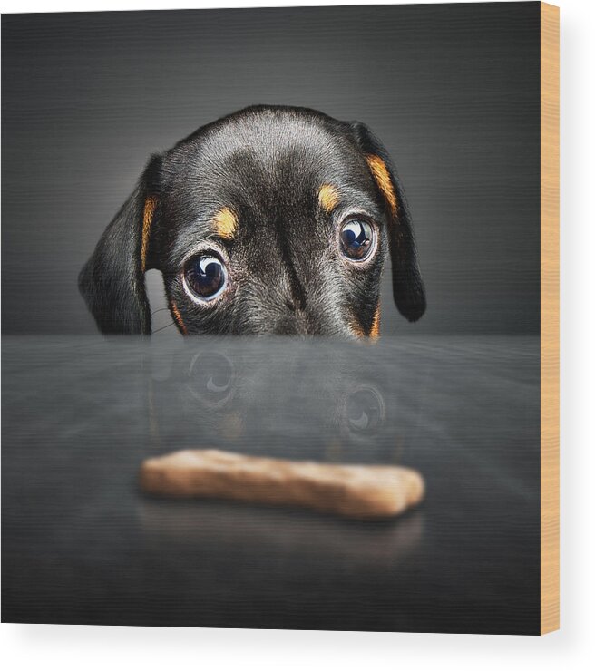 Puppy Wood Print featuring the photograph Puppy longing for a treat by Johan Swanepoel