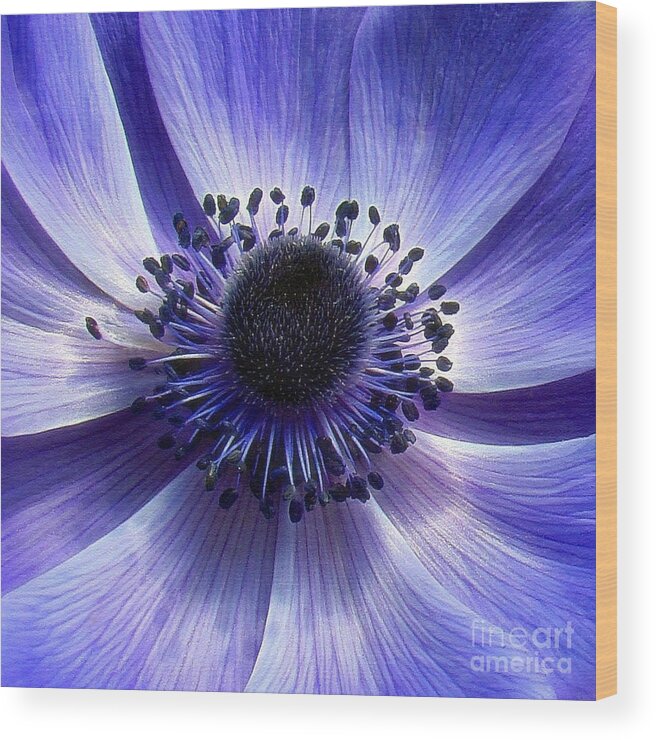 Flower Wood Print featuring the photograph Purple Anemone Macro by Sue Melvin