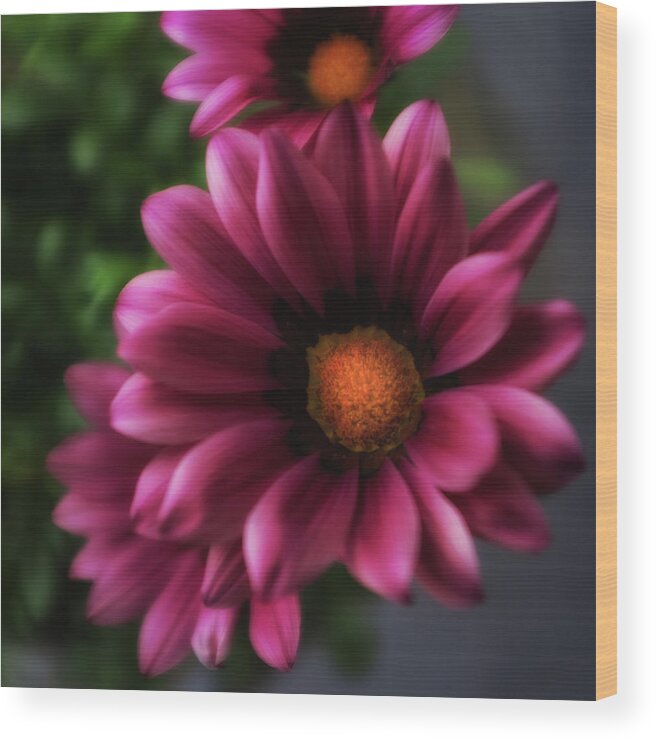 Flower Wood Print featuring the photograph Purple Glow Flower by Ron White