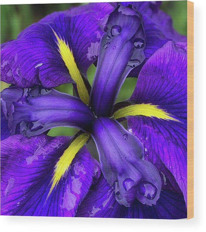 Iris Wood Print featuring the photograph Purple Iris Centre by Shirley Mitchell