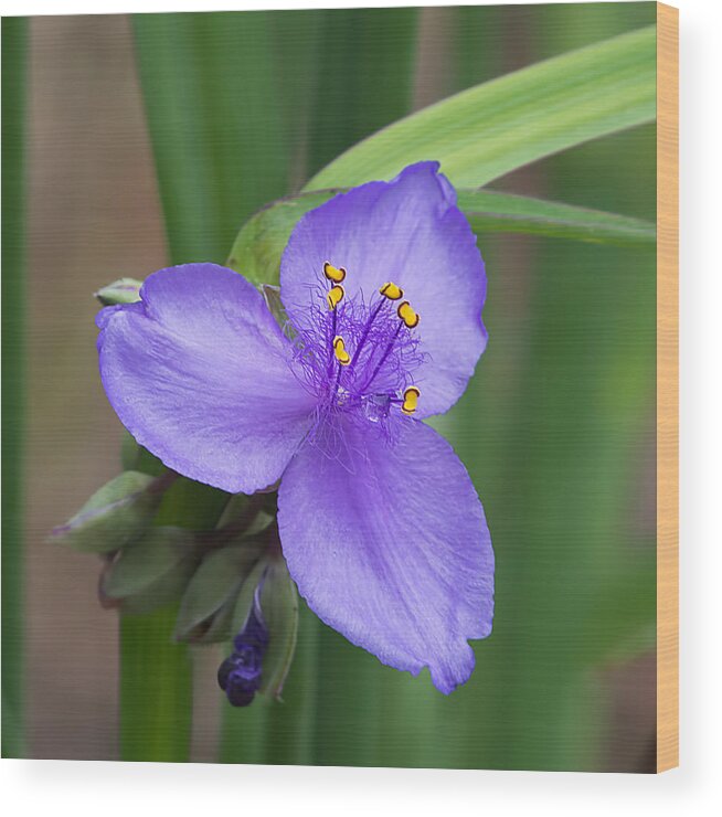 Nature Wood Print featuring the photograph Purple Passion by Kenneth Albin