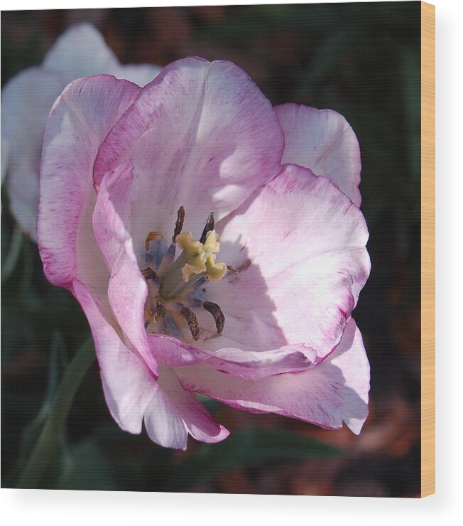 Purple Wood Print featuring the photograph Purple Tulip by Suzanne Gaff