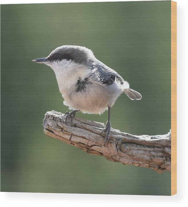 Nuthatch Wood Print featuring the photograph Pygmy Nuthatch by Ben Foster