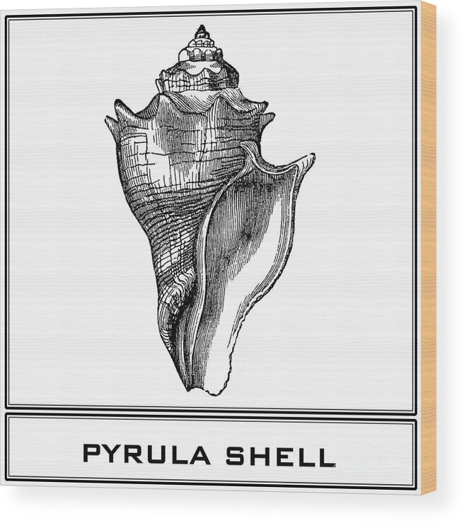 Pyrula Shell Wood Print featuring the digital art Pyrula Shell by Scott and Dixie Wiley
