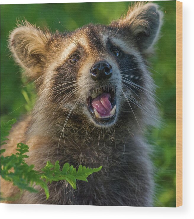 Raccoon Wood Print featuring the photograph Raaar by Steve L'Italien