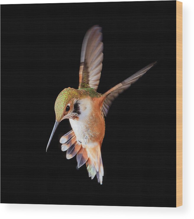 Hummingbird Wood Print featuring the photograph Rabble-rouser by Briand Sanderson