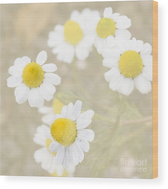Chamomile Wood Print featuring the photograph Rain-kissed chamomile by Cindy Garber Iverson