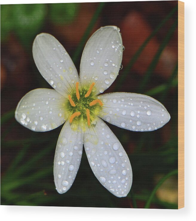 Macro Wood Print featuring the photograph Rain Lily 025 by George Bostian