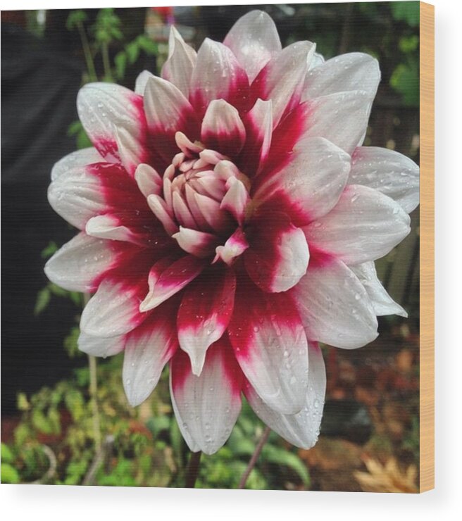 Provincetown Wood Print featuring the photograph #rainyday #dahlia #provincetown by Ben Berry