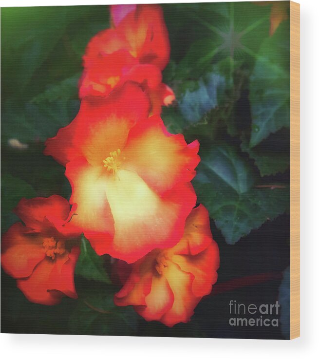 Flower Wood Print featuring the photograph Red and Yellow by Barry Weiss