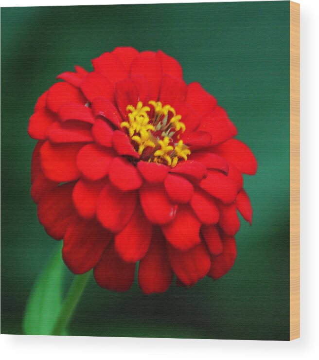 Photograph Wood Print featuring the photograph Red Dahlia in Pastel by Suzanne Gaff