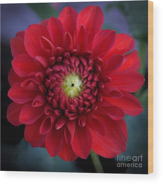 Dahlia Wood Print featuring the photograph Red Dahlia Square by Patricia Strand