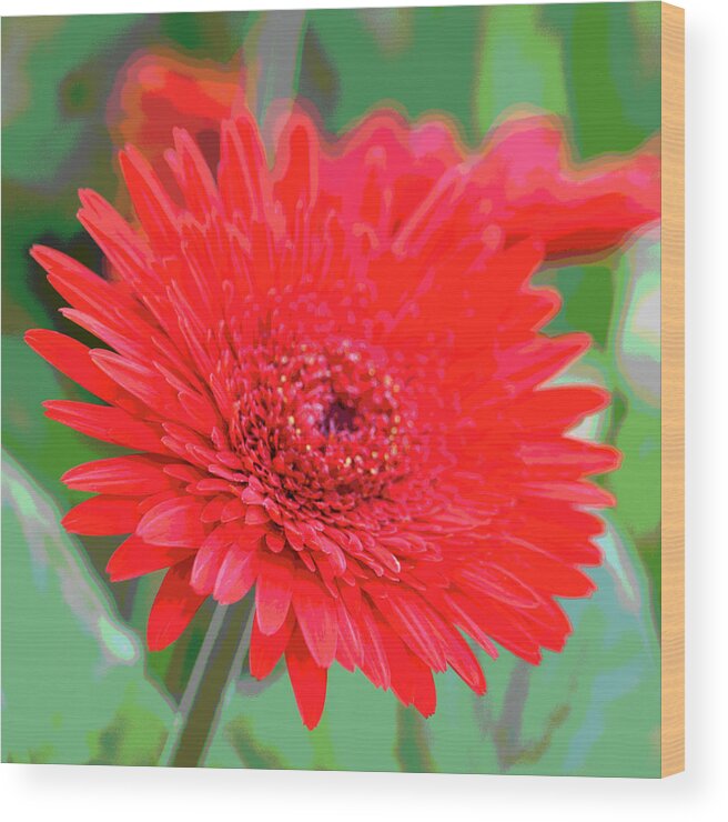 Photograph Wood Print featuring the photograph Red Gerbera Posterized by Suzanne Gaff