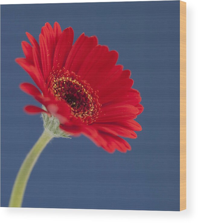 Flower Wood Print featuring the photograph Red Gerbera - Square. by John Paul Cullen