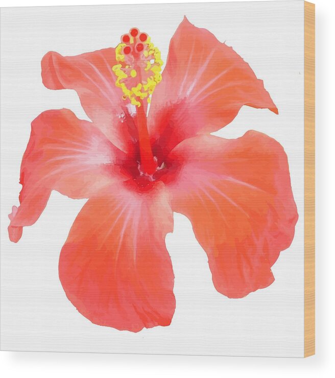 Hibiscus Wood Print featuring the digital art Red Hibiscus Vector Isolated by Taiche Acrylic Art