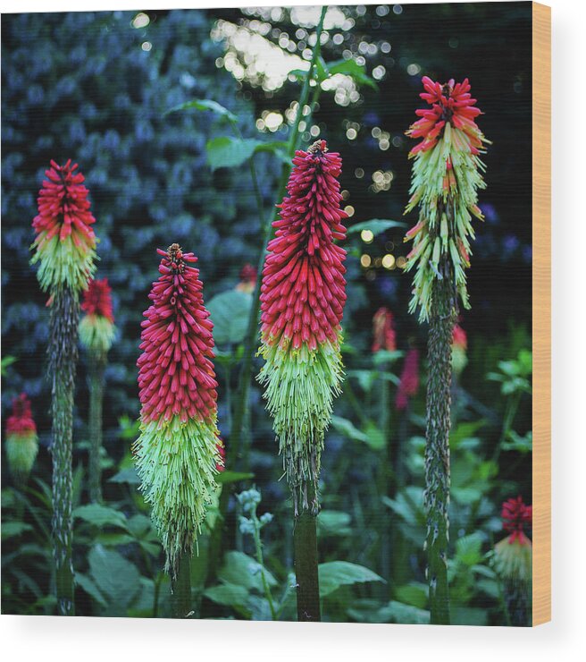 Red Hot Pokers Wood Print featuring the photograph Red Hot Pokers by Tikvah's Hope