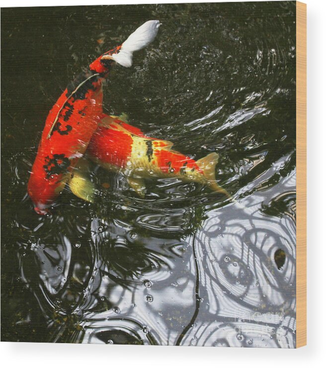 Koi Wood Print featuring the photograph Red Koi Fish by Cheryl Del Toro