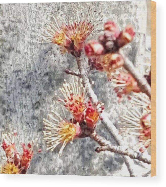Mobileprints Wood Print featuring the photograph Red Maple Buds By Tammy Finnegan by Tammy Finnegan