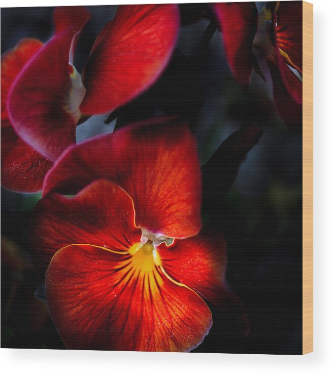 Illinois Wood Print featuring the photograph Red Pansies in the Evening by Joni Eskridge