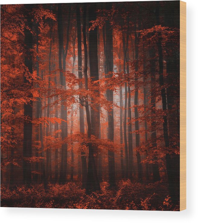 Forest Wood Print featuring the photograph Red Parallel Universe by Philippe Sainte-Laudy