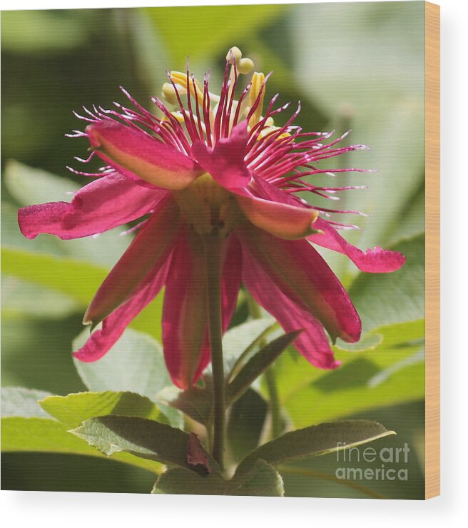 Passion Flower Wood Print featuring the photograph Red Passion Flower by Carol Groenen