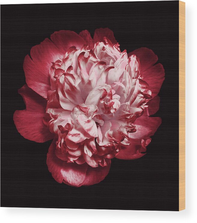 Red Peony Wood Print featuring the photograph Red Peony on Black by Denise Beverly