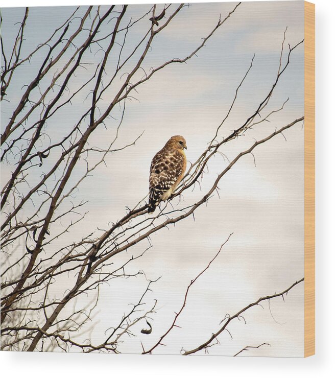 Wildlife Wood Print featuring the photograph Red-Tailed Hawk by Brad Thornton