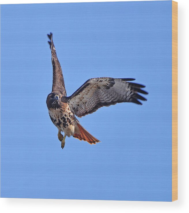 Red-tailed Hawk Wood Print featuring the photograph Red-tailed Hawk in Flight by Ken Stampfer