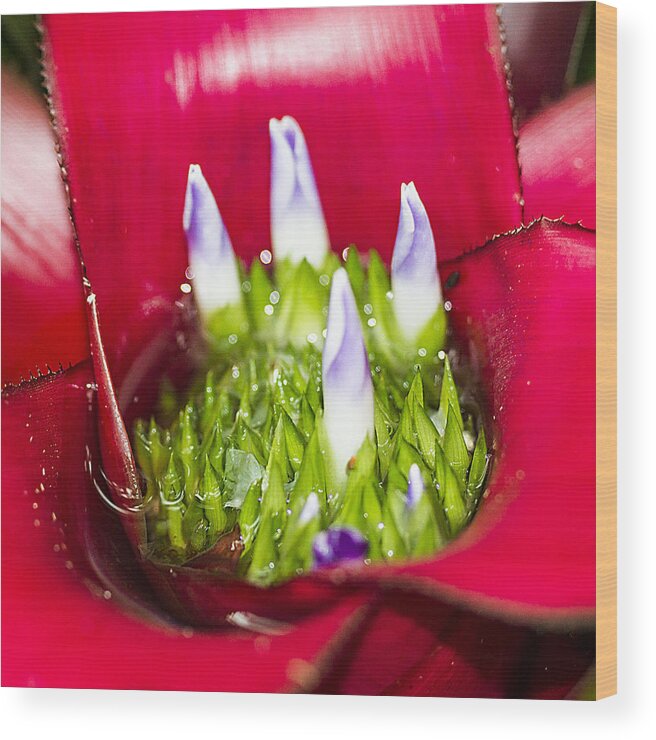 Plant Wood Print featuring the photograph Red Tropical Plant Macro by Bob Slitzan