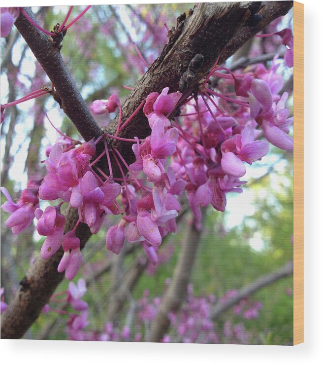 Flower Wood Print featuring the photograph Redbud Blossoms by Lisa Blake