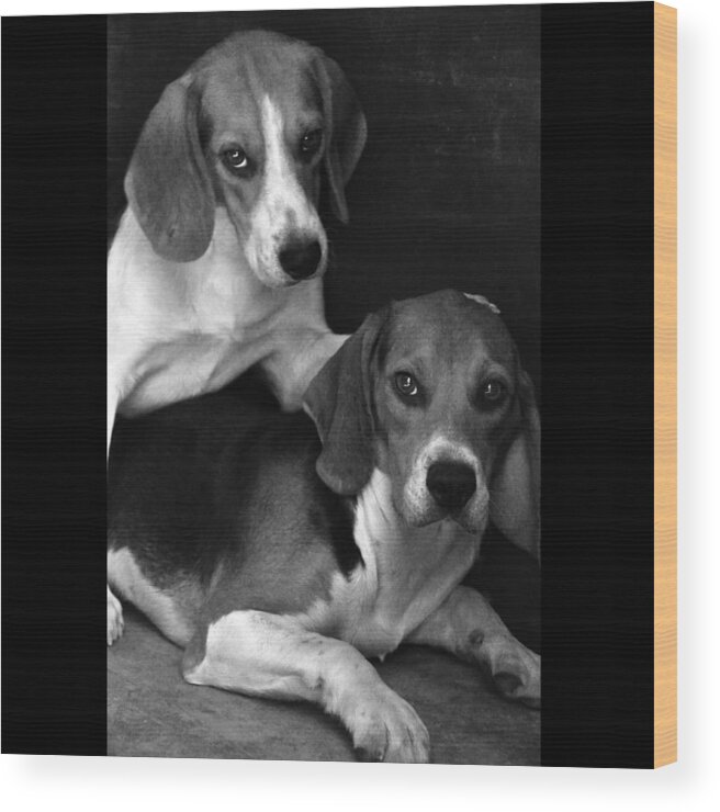 Beagle Wood Print featuring the photograph Rescued 1 by Laura Melis