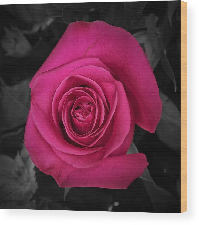 Rose Wood Print featuring the photograph Rising Above by Nathan Little