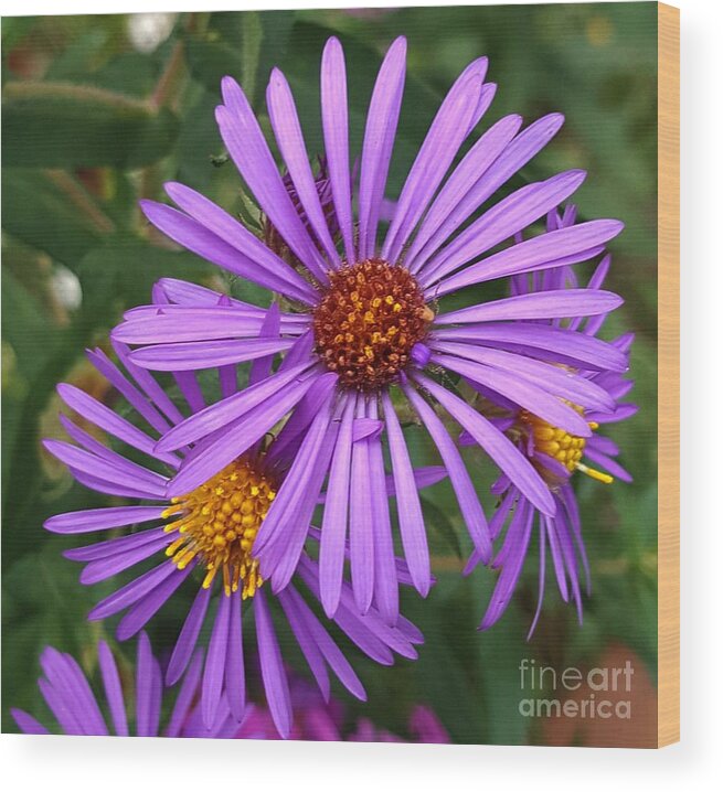 Purple Wood Print featuring the photograph Roadside flowers by Christina A Pacillo