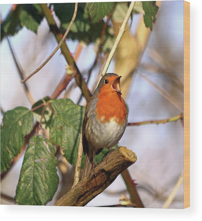 Robin Wood Print featuring the photograph Robin Singing by Jeff Townsend