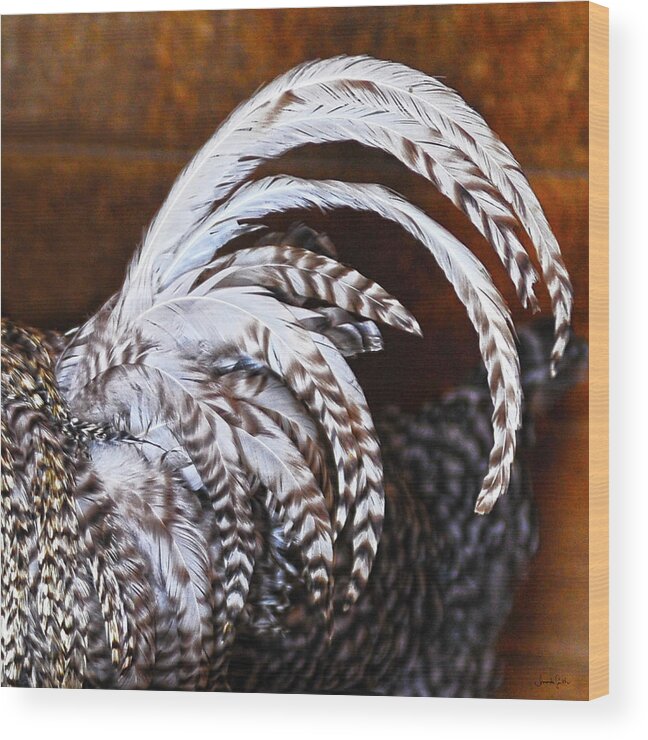 Rooster Wood Print featuring the photograph Rooster's Tail by Amanda Smith