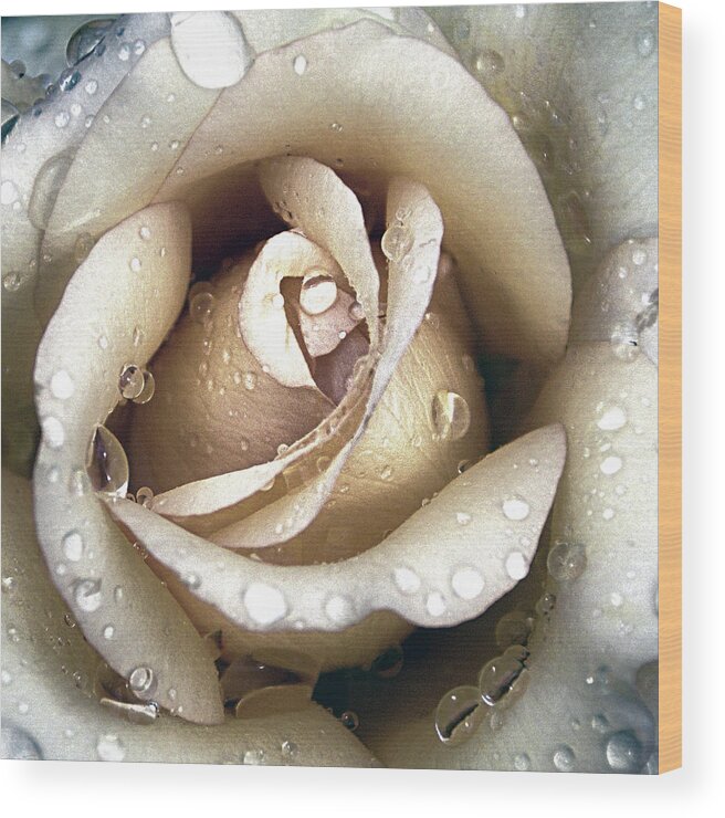 Rose Wood Print featuring the photograph Rose in Gold With Water Drops by Julie Palencia