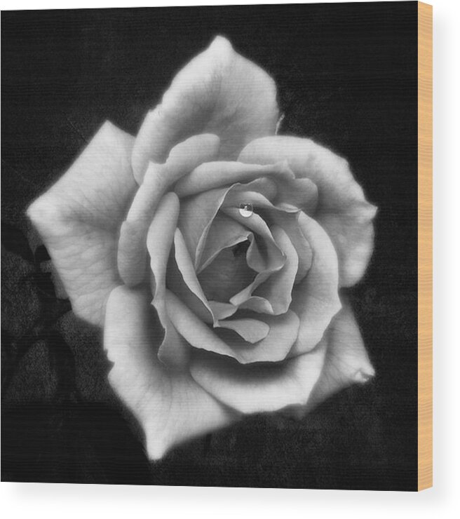 Beautiful Wood Print featuring the photograph Rose In Mono. #flower #flowers by John Edwards