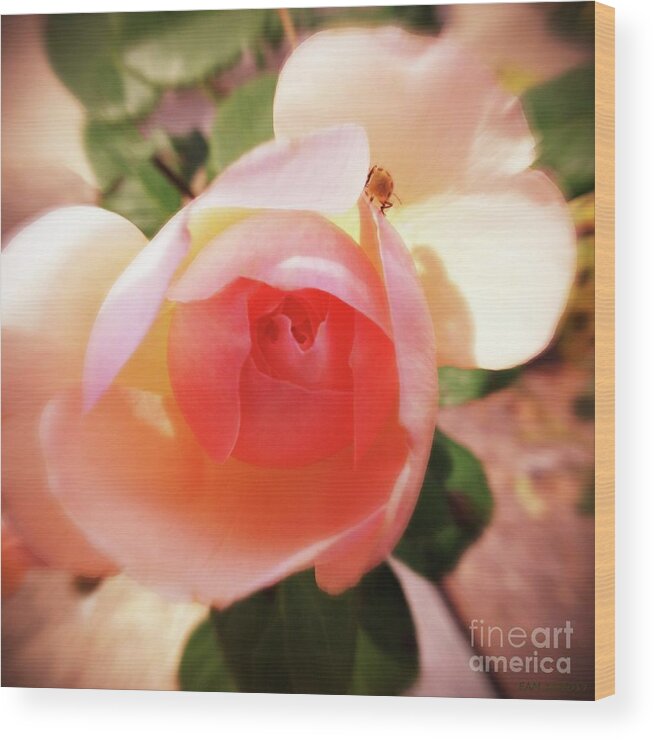 Rose Wood Print featuring the digital art Rose with Tiny Visitor by Elizabeth McTaggart
