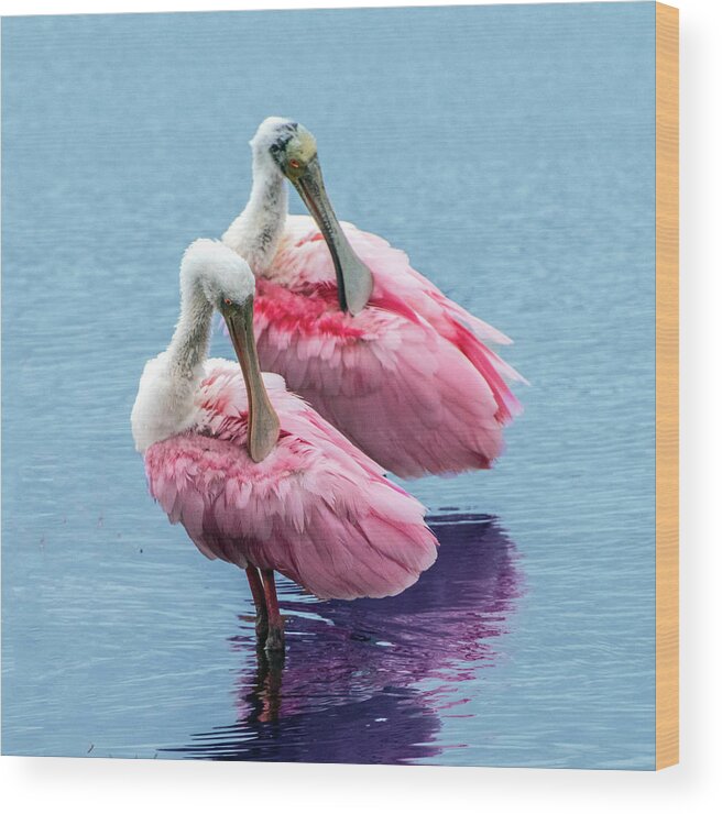 Bird Wood Print featuring the photograph Roseate Spoonbill Pair by William Bitman