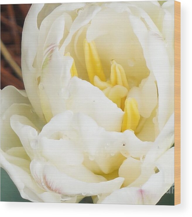 Tulip Wood Print featuring the photograph Rosey Tulip by Maxine Billings
