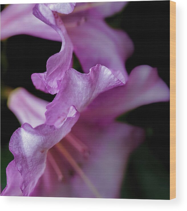 Rhododendron Wood Print featuring the photograph Ruffled - by Julie Weber