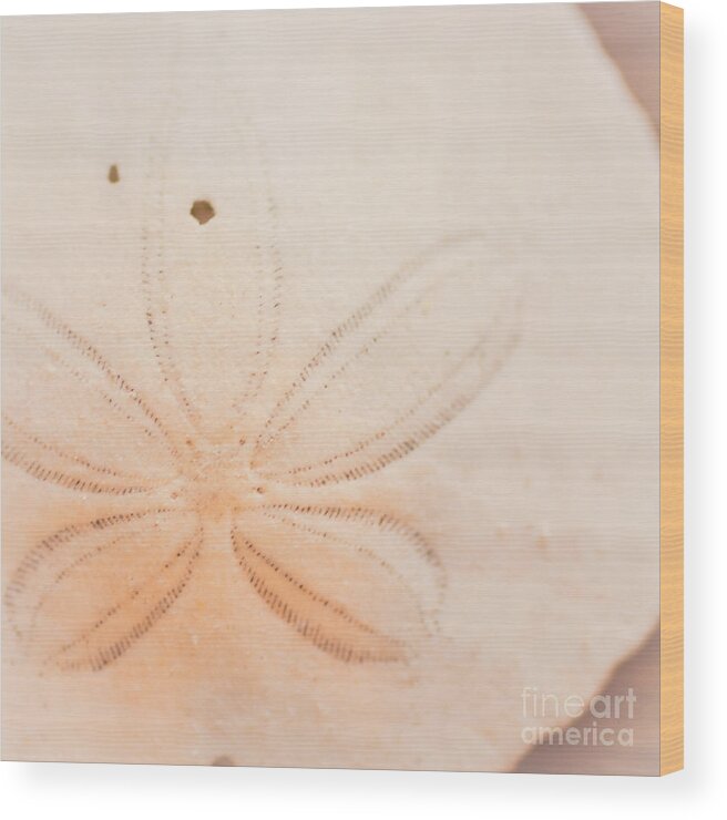 Seashell Wood Print featuring the photograph Sand Dollar by Ana V Ramirez