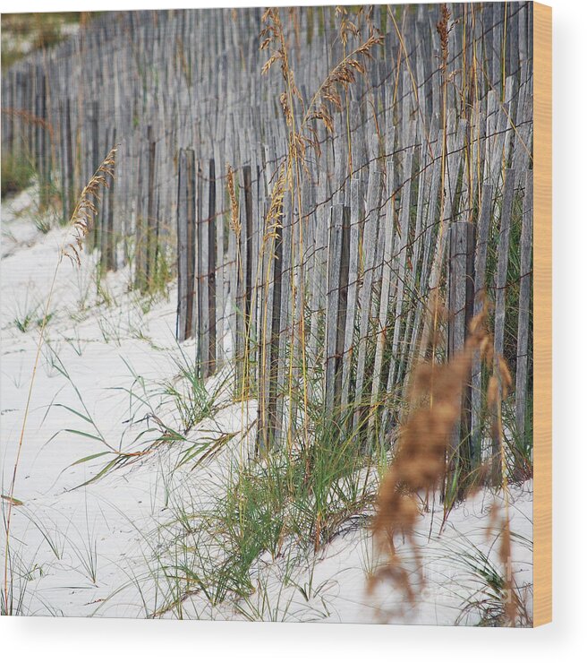 Beach Wood Print featuring the photograph Sand Fencing Preventing Beach Erosion Destin Florida Square Format by Shawn O'Brien